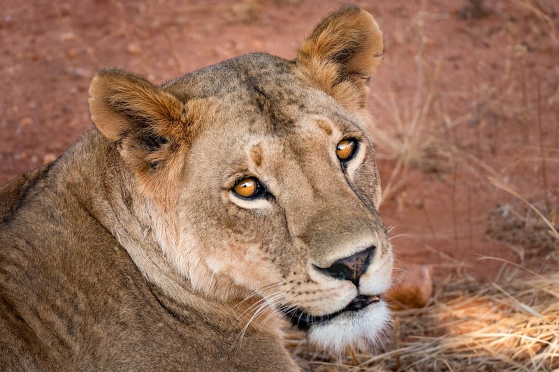 Lion Safari in Africa