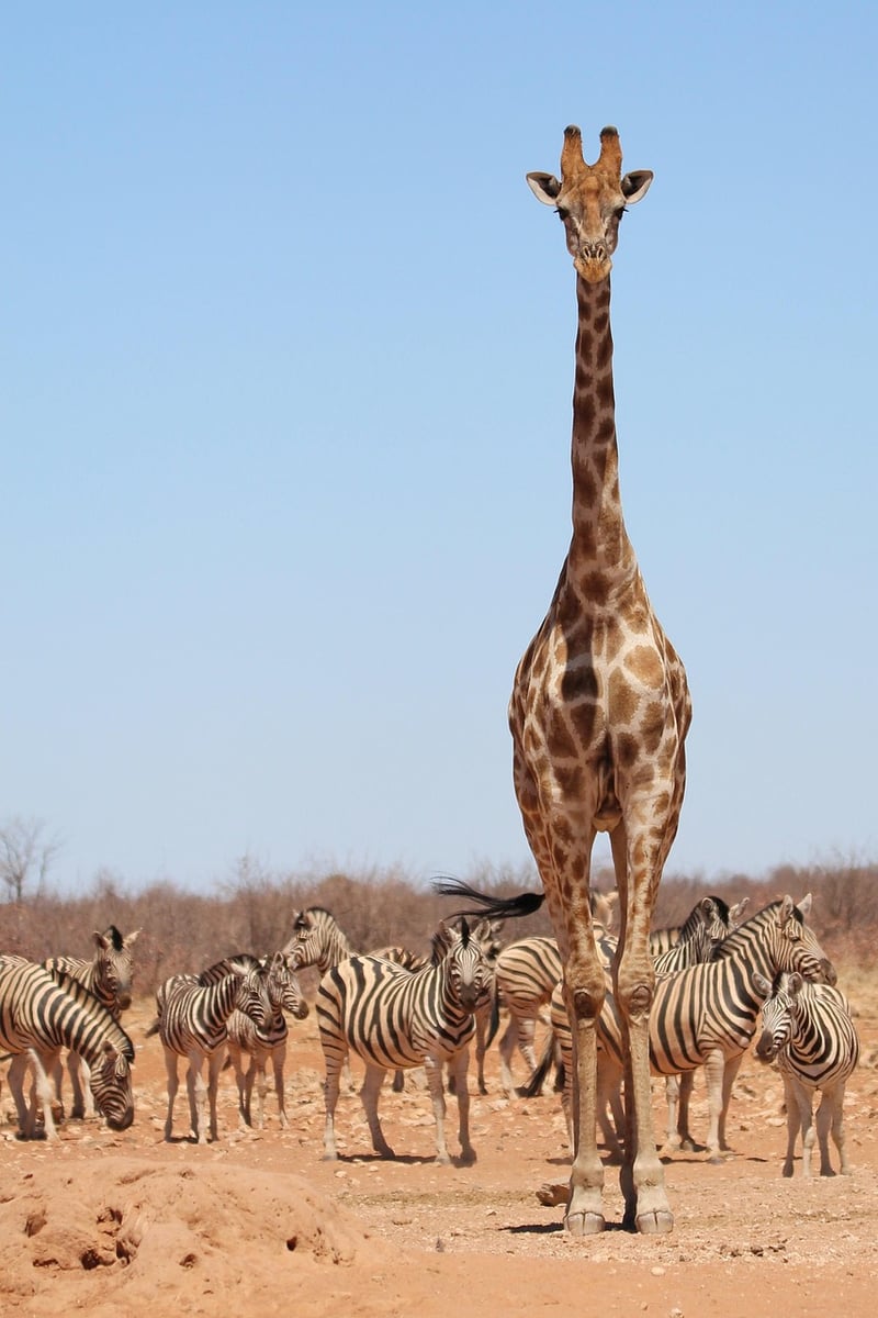 African Safari